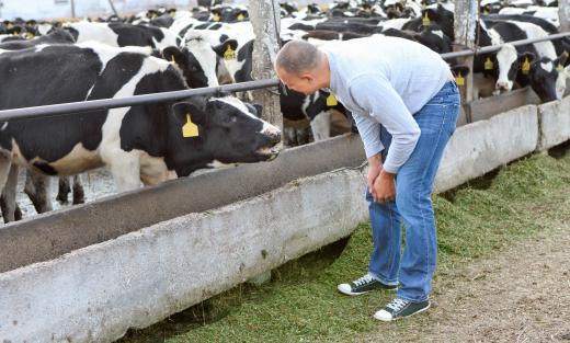 An auctioneer might help a rancher sell livestock.