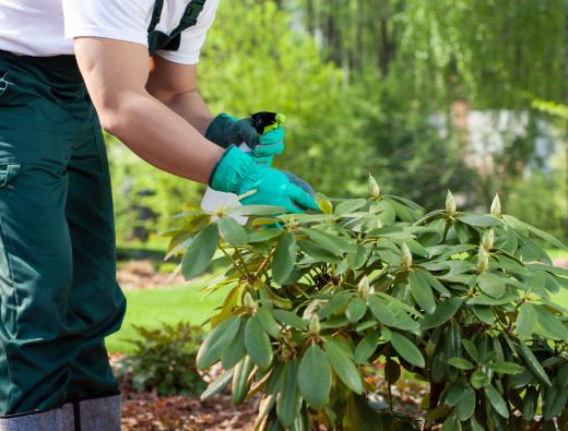 Some professional gardeners work to maintain lawns and gardens at various locations.