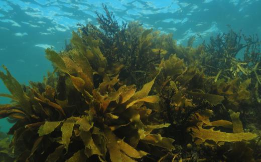 Marine scientists help to solve problems related to marine plants being destroyed.