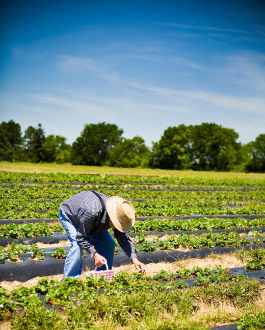 Strawberries are picked by hand.