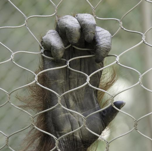 Some lab technicians are charged with taking care of laboratory animals.