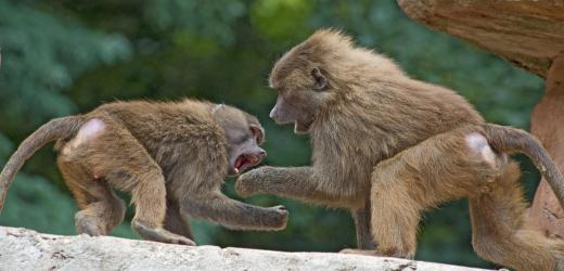 Animal scientists may study animal aggression.