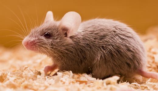 A mouse exterminator is responsible for eliminating a home's mouse infestation.