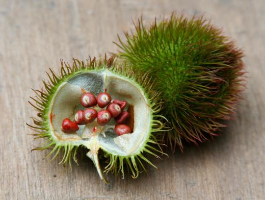 Fruit from an achiote tree, which a forensic botanist might study.