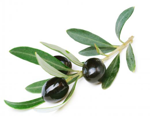 The olive branch is a symbol of peace and reconciliation.