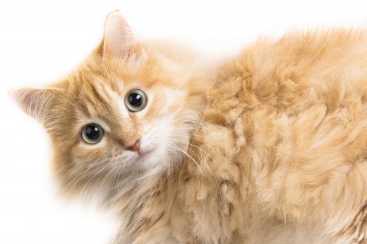 Pet stylists are recommended for cats with long hair.