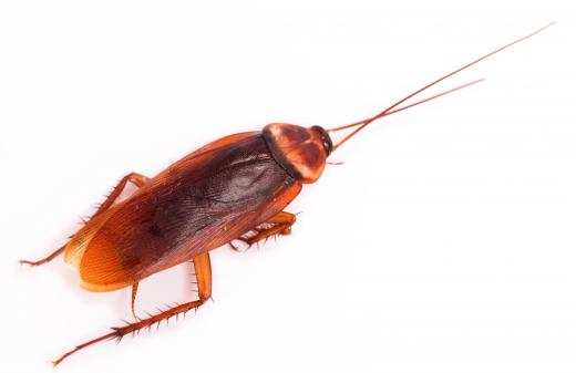 An exterminator can work to eliminate pests like cockroaches.