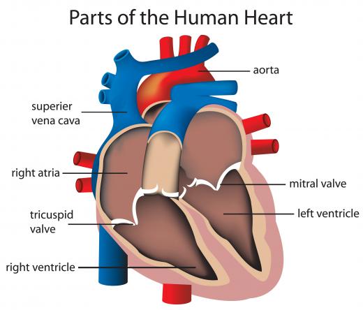 A heart surgeon must dedicate many years to studying the heart and its functions.