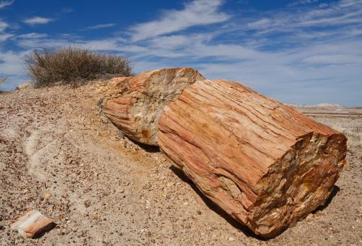 Dendrochonologists may gather data from old logs or even petrified trees.