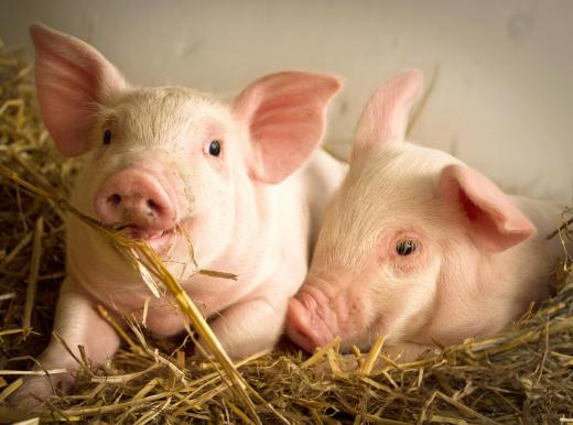 Pigs are one kind of livestock that may be cared for by a rancher.