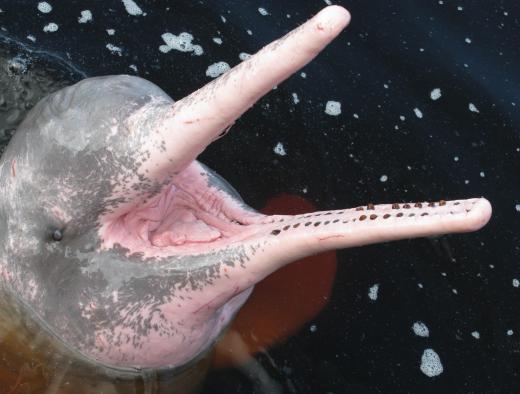 A trainer's job often includes teaching dolphins in captivity how to work with veterinarians, as well as overseeing the mammals' diet and medications.