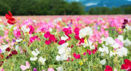 Wholesale florists may use a variety of sources for their flowers.