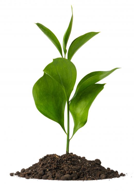 Some biological scientists study plants.