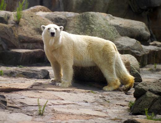 Zookeepers provide safe, strong enclosures for animals.