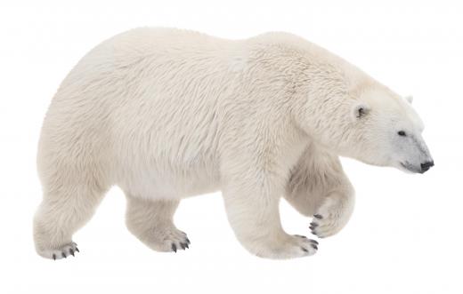 Wildlife photographers need to learn of the dangers of some aggressive animals, such as polar bears.