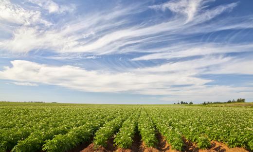 Large farming operations require numerous workers.