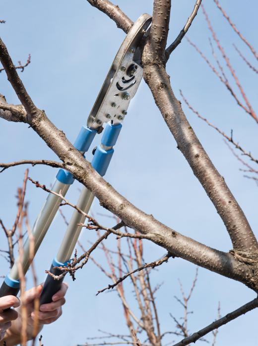 The paths to becoming a tree trimmer can include getting training from a tree trimming company or attending a trade school.