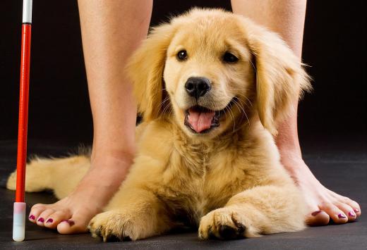 Guide dogs for the blind are one type of assistance dog.