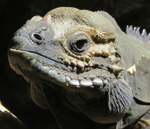 A house sitter may be required to care for an owner's pets, such as an iguana.