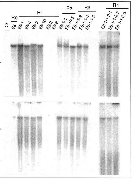 DNA results from an electrophoresis test are often used in forensics.