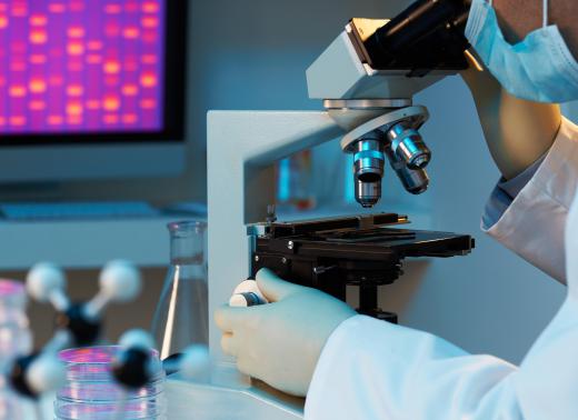 A histopathology technician prepares microscopic slides of diseased tissue for a pathologist to examine.