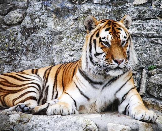 Zookeepers often speak with guests about animals and conservation efforts.