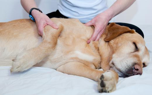 Orthopedic vets may offer animal massage, which can relieve muscle tension and stress.