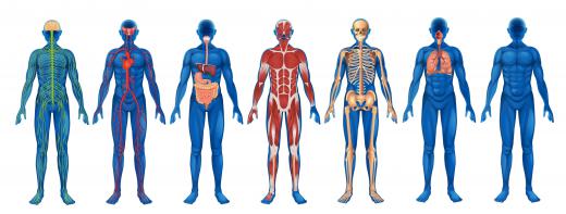 Becoming a physiologist requires a thorough understanding of the body's systems.