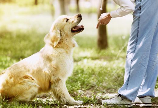 Search and rescue trainers should have experience training dogs.