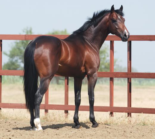 Horse farms may offer training courses.