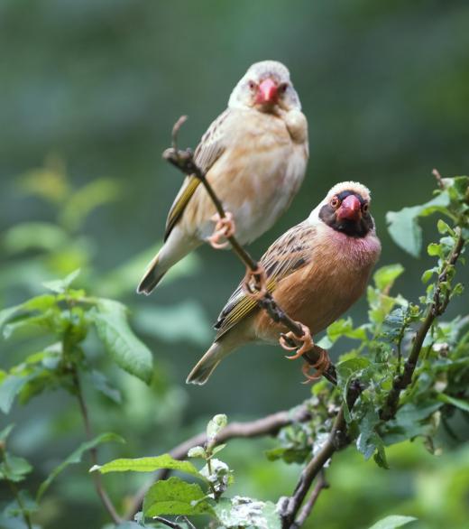 Two birds, the subject of study of an ornithologist.