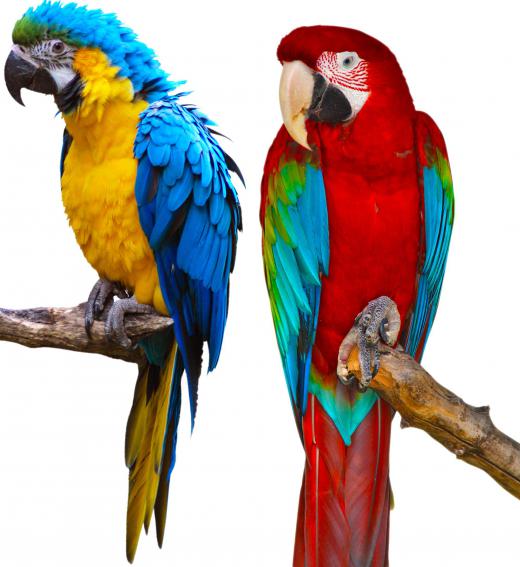 Zookeepers may specialize with different types of birds.