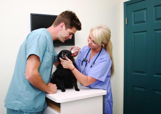 A vet assistant helps vets treat pets.