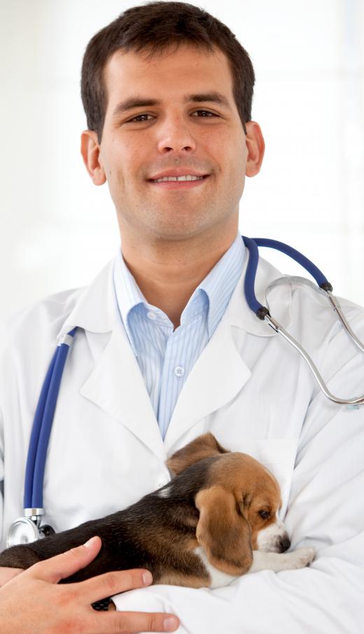 Prospective veterinarians should volunteer at an animal clinic before pursuing veterinary science as a course of study.