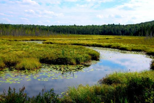 Someone with a career in physical geography might study wetland areas.