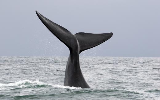 Adventure travelers may enjoy a whale watching trip.