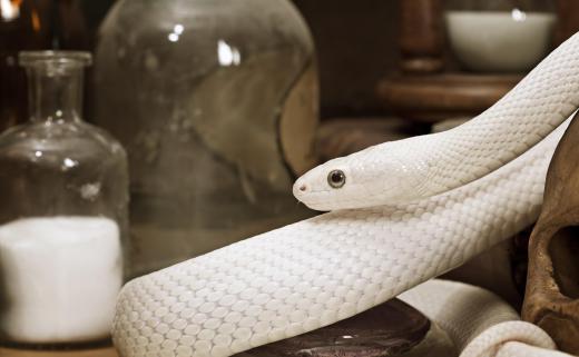 Animal scientists may focus on a specific kind of animal, such as snakes.