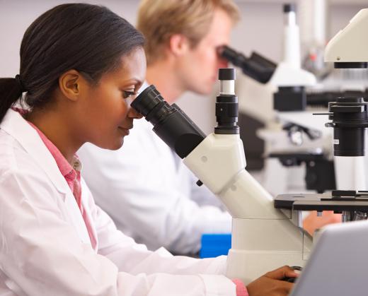 Medical laboratory scientists may work as mircobiology technologists, studying fluid and tissue cultures.