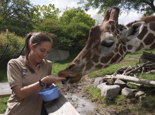 Zookeepers take care of animals at the zoo.