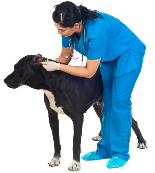 A veterinarian technician must love working with animals.