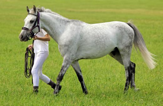 A professional walker might be hired by a large stable.