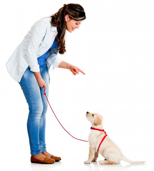 A person who experiences a lay-off may return to a past career as dog trainer.