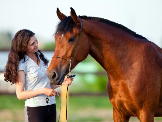 While not always the case, a barrel racer may be responsible for raising and training the horse he or she rides during the event.