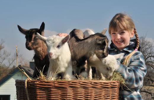 Pet photographers may also work with farm animals.