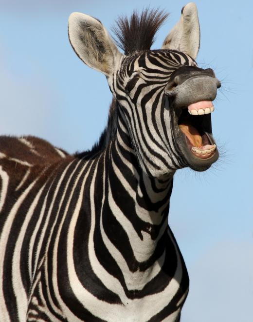 Equine practitioners might tend to zebras and other wild animals at a zoo.