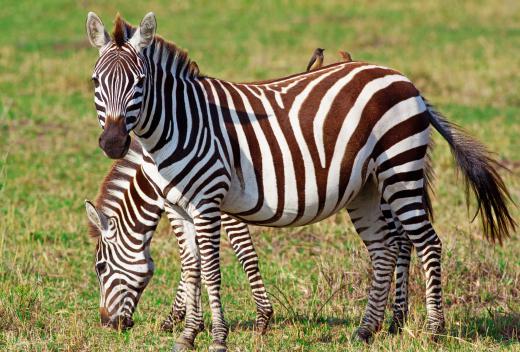 A picture of zebras taken by a wildlife photographer.